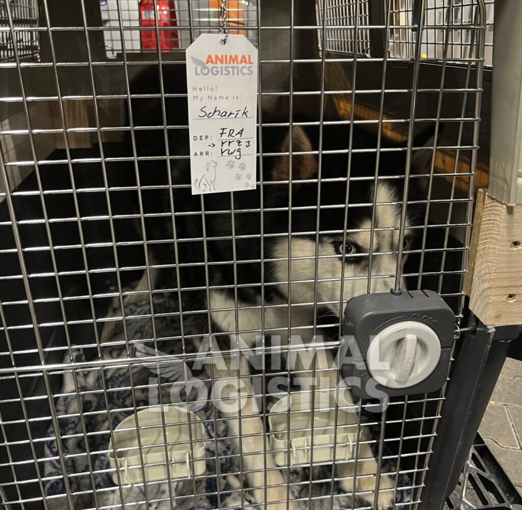 Hund Scharik in seiner Transportbox mit beschriftetem Namensschild