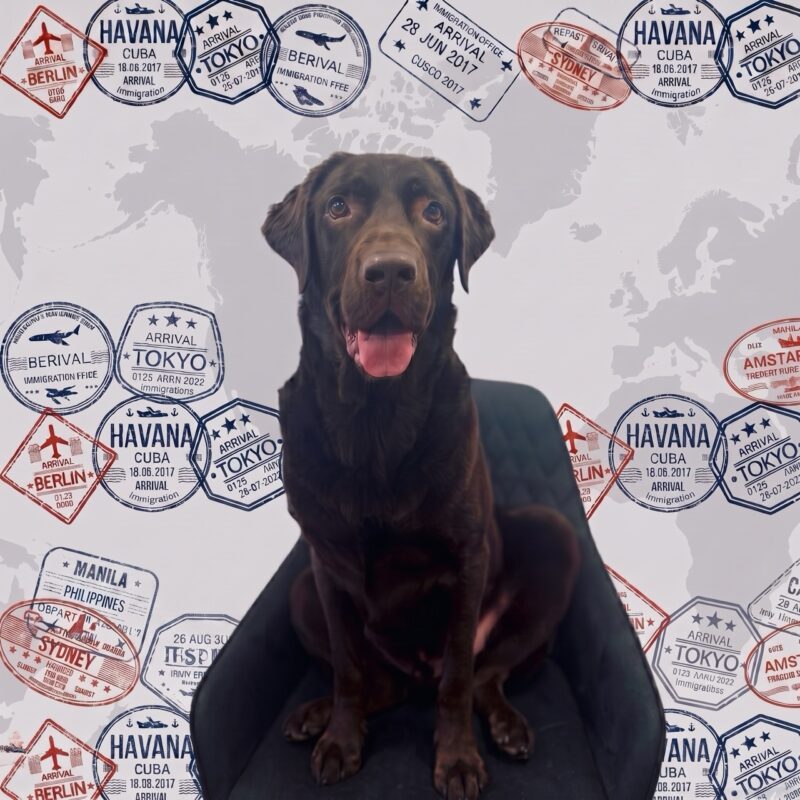 Brauner Labrador Aras sitzt vor der Weltkarten-Fotowand von Animal Logistics