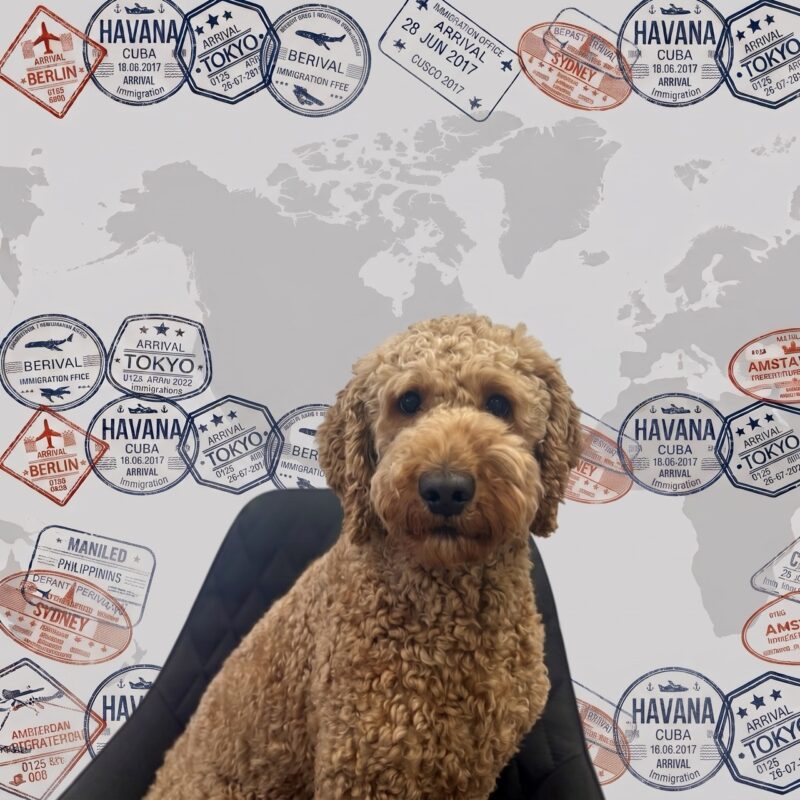 Hund Ozzi sitzt vor der Weltkarten-Fotowand von Animal Logistics